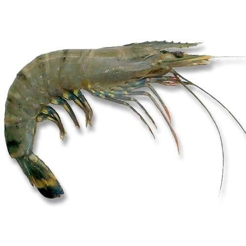 BLACK TIGER SHRIMP RAW ( 8/12 )